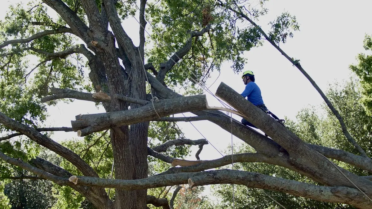 Professional Crown Thinning performed by certified arborists in Avant