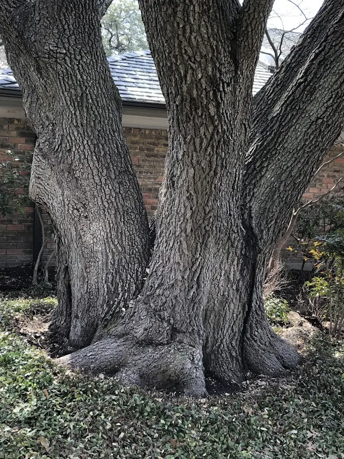 Mature heritage tree close to a Avant property cared for by certified arborists
