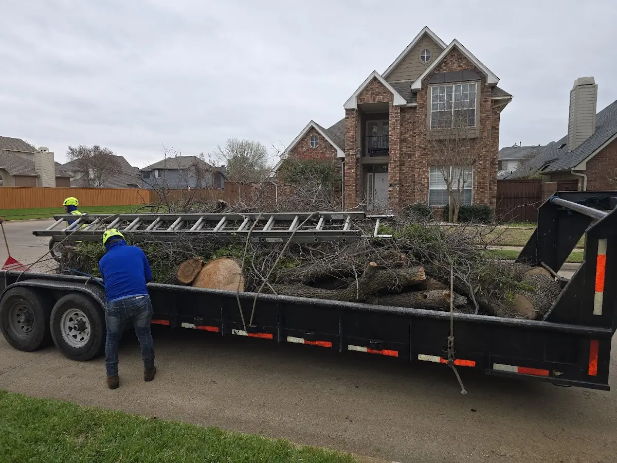 Expert Tree Pest Control with proper safety equipment in Avant